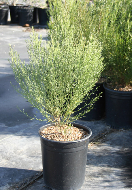 Baccharis sarothroides foliage/habit