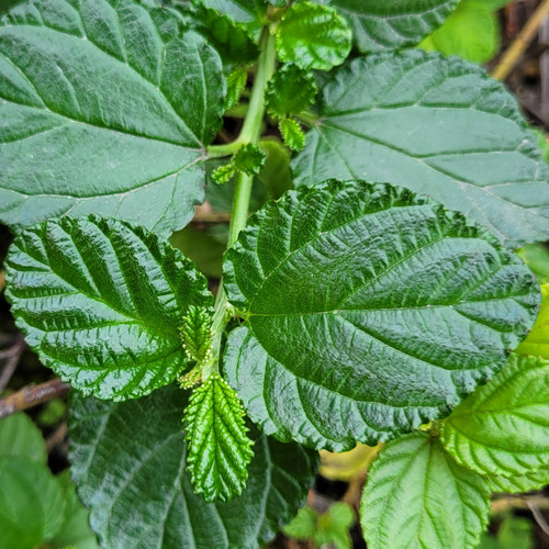 Ceanothus griseus horizontalis foliage close-up