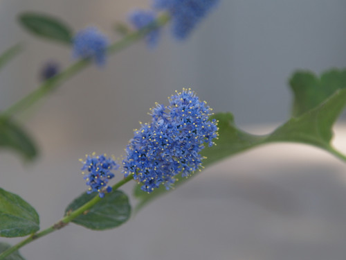 Ceanothus 'Owlswood Blue' flowers close-up