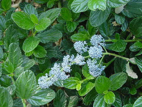 Ceanothus griseus v. horiz. 'Yankee Point' flowers close-up