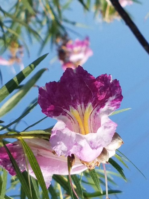 Chilopsis linearis flowers close-up