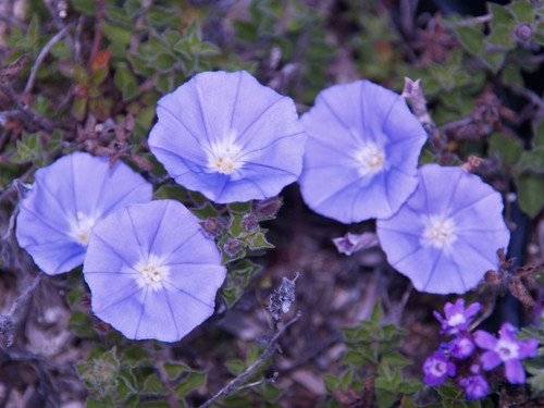 Convolvulus sabatius (C. mauritanicus) flowers close-up/flowers