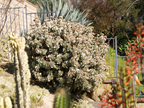 Crassula arborescens landscape