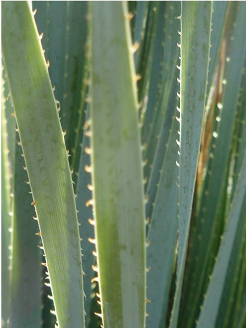 Dasylirion wheeleri foliage close-up