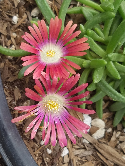 Plants by Type - Succulent - El Nativo Growers