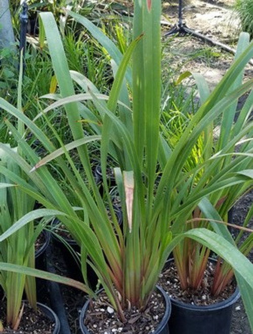 Dianella tasmanica Tasred (PP18,737) foliage