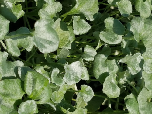 Dichondra argentea Silver Falls foliage close-up
