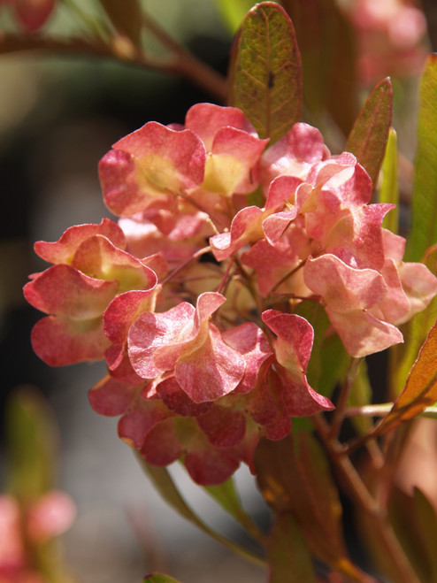 Dodonaea viscosa 'Purpurea' 5g