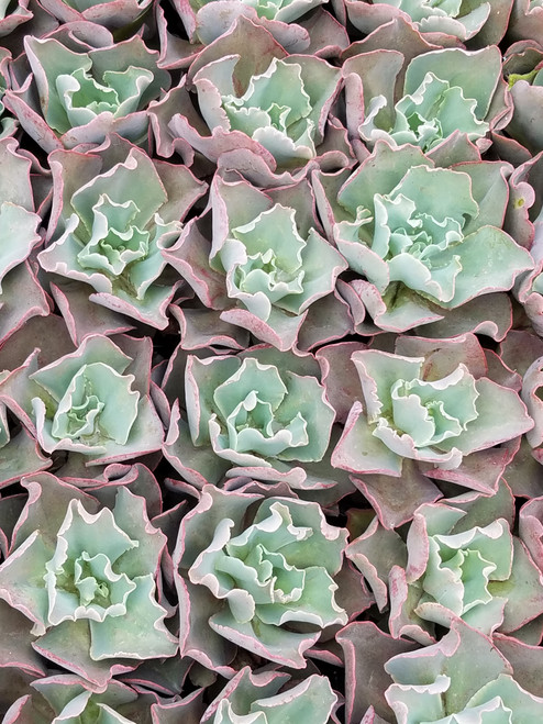 Echeveria 'Giant Blue Curls' 1g