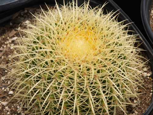 Echinocactus grusonii foliage