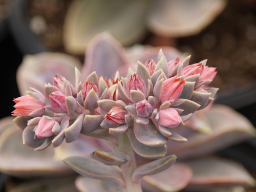 Echeveria 'Perle von Nurnberg' flowers close-up