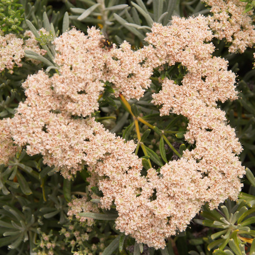 Eriogonum arborescens flower close-up