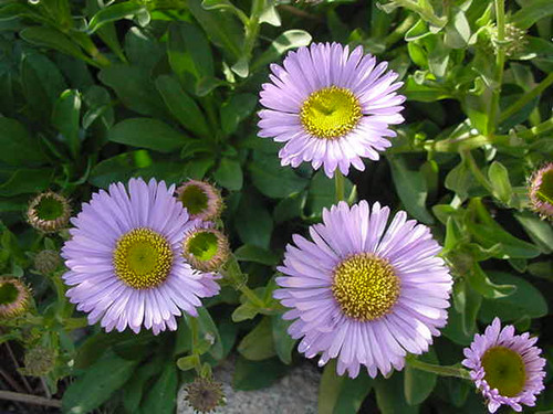 Erigeron glaucus 'WR' flowers close-up