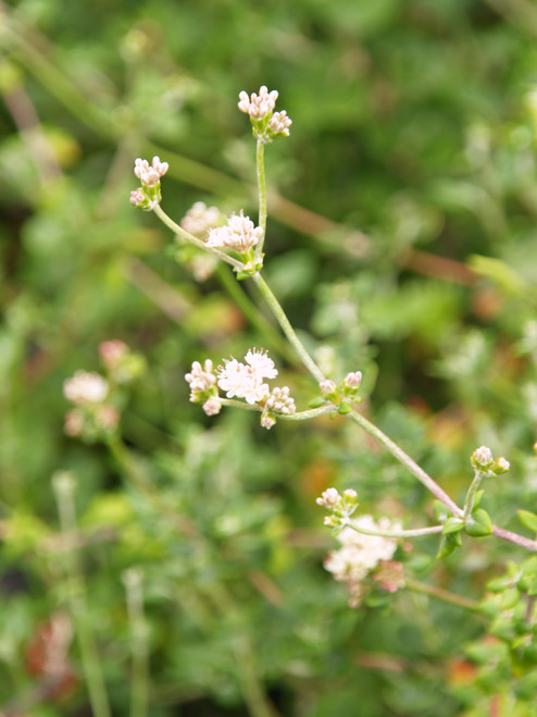 Eriogonum parvifolium flower, close up