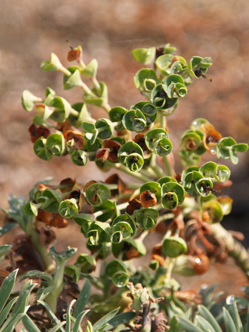 Euphorbia characias ssp. wulfenii 'Shorty' (PP19,808) 1g