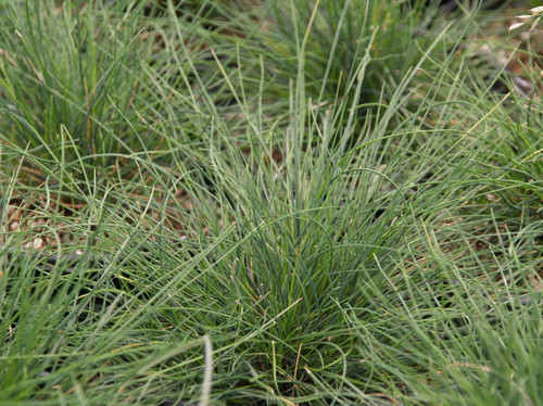 Festuca idahoensis ‘Tomales Bay' foliage/foliage close-up