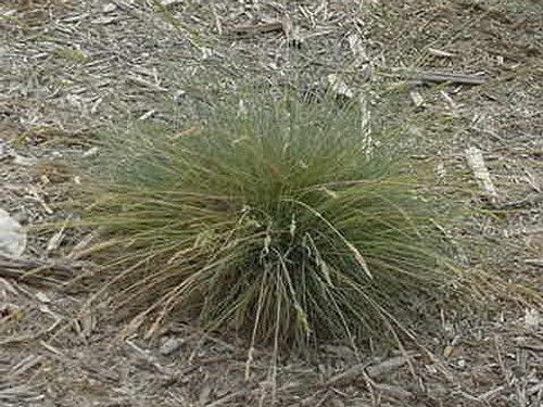 Festuca ovina 'Glauca' 1g