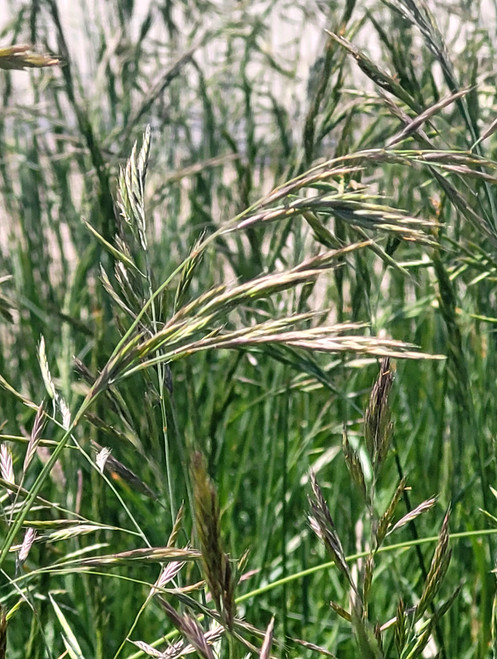 Festuca rubra 'Molate' foliage/flowrs