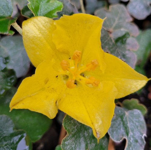 Fremontodendron 'California Glory'