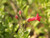 Galvezia speciosa 'Firecracker' (Gambelia) 1g