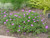 Geranium sanguineum flowers/foliage/landscape/habit