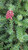 Grevillea lanigera 'Prostrata' flowers and foliage