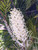 Grevillea 'Moonlight' flower close-up