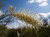 Grevillea 'Moonlight' flowers close-up