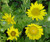 Grindelia stricta ssp. venulosa flowers close-up