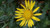Grindelia stricta ssp. venulosa flower close-up