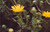 Grindelia stricta ssp. venulosa flowers close-up
