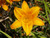 Hemerocallis hybrids 'Mixed Colors' flower close-up