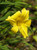 Hemerocallis hybrids 'Yellow' flower close-up