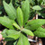 Heteromeles arbutifolia foliage close-up