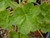 Heuchera 'Santa Ana Cardinal' Santa Ana Cardinal Coral Bells (Alum Root Hybrid) foliage close-up