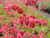 Heuchera 'Santa Ana Cardinal' Santa Ana Cardinal Coral Bells (Alum Root Hybrid) flowers close-up