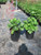 Heuchera 'Santa Ana Cardinal' Santa Ana Cardinal Coral Bells (Alum Root Hybrid) foliage/habit