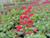 Heuchera sanguinea flowers