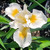 Iris 'Canyon Snow' flower close-up