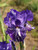 Iris g. 'Batik' flower close-up
