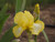 Iris g. 'Summer Olympics' flower close-up