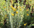 Isocoma menziesii (Haplopappus venetus) 1g