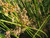 Juncus effusus 'Carman's Japan' flowers close-up