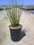 Juncus effusus pacificus 'Quartz Creek' habit
