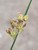 Juncus mexicanus flowers