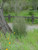 Juncus patens landscape
