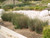 Juncus patens landscape
