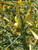 Justicia californica 'Tecate Gold' flowers close-up