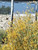 Justicia californica 'Tecate Gold' flowers/habit