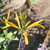 Justicia californica 'Tecate Gold' flowers close-up